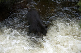 Image of American Black Bear