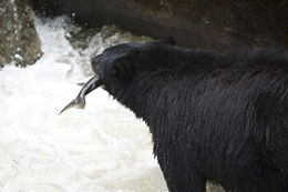 Image of American Black Bear