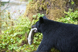 Image of American Black Bear