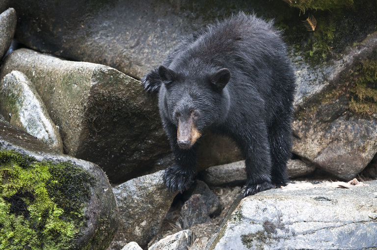 Слика од Американска црна мечка