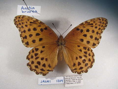 Image of Anetia