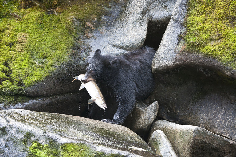 Image of American Black Bear