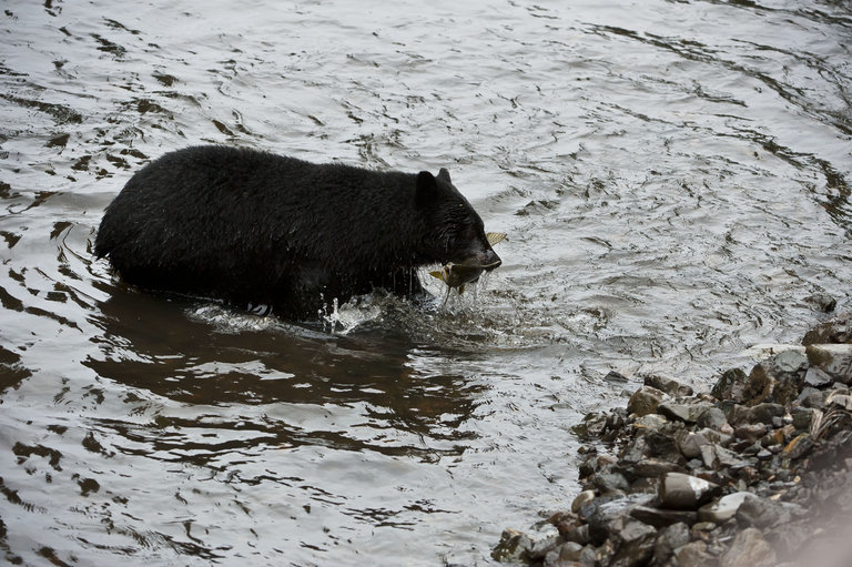 Image of American Black Bear