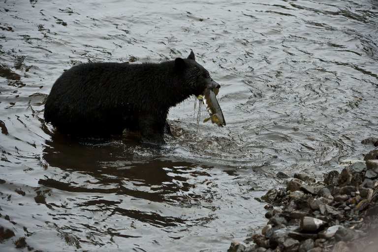 Image of American Black Bear