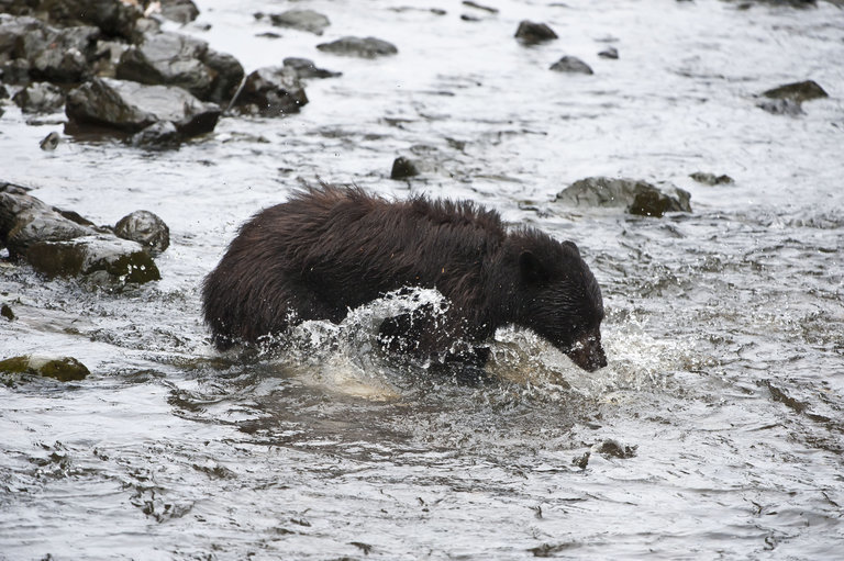 Image of American Black Bear