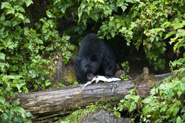 Image of American Black Bear