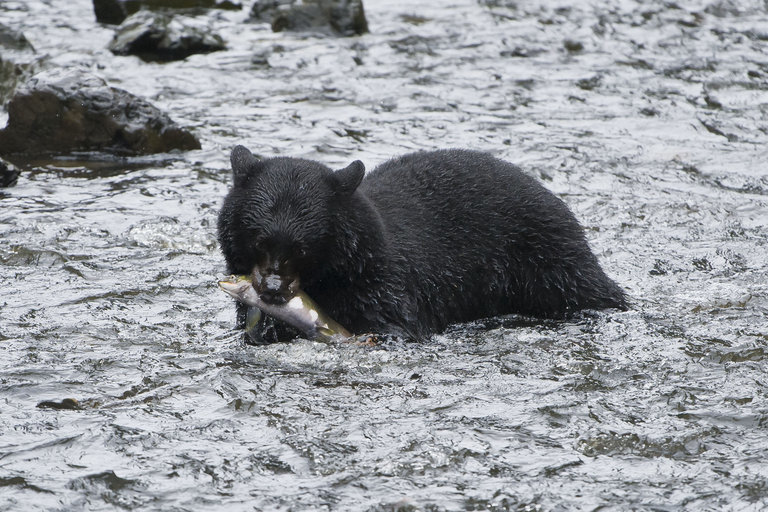 Слика од Американска црна мечка