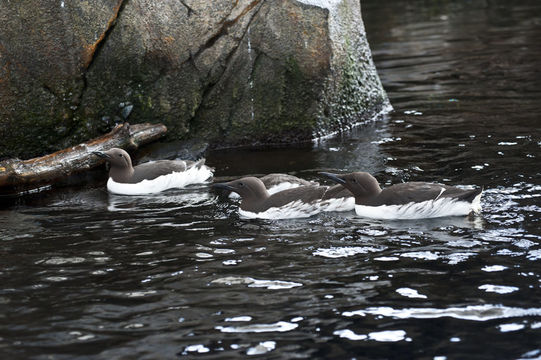 Image of Common Guillemot