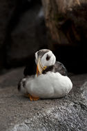 Image of Horned Puffin