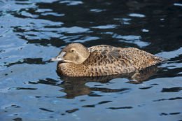 Image of King Eider