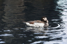 Image of Long-tailed Duck