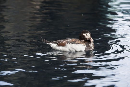 Image of Long-tailed Duck