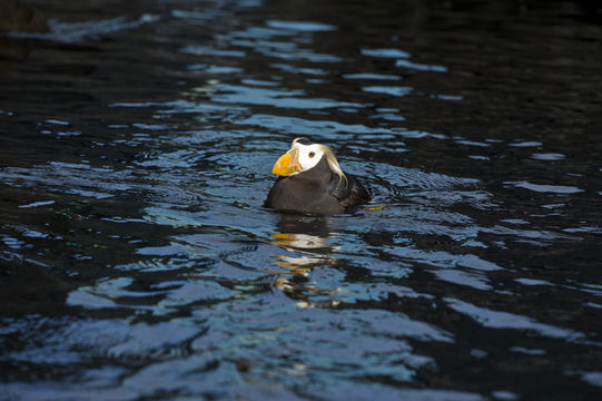 Image of Tufted Puffin