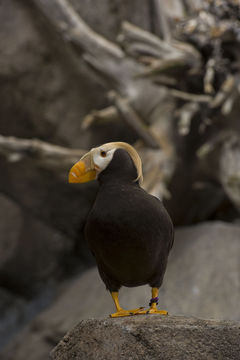 Image of Tufted Puffin