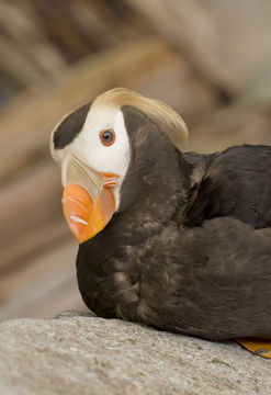 Image of Tufted Puffin