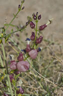 Imagem de Scutellaria mexicana (Torr.) A. J. Paton