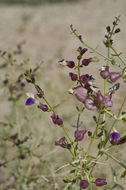 Imagem de Scutellaria mexicana (Torr.) A. J. Paton