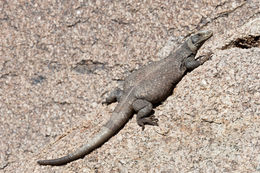 Image of Common Chuckwalla