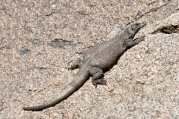 Image of Common Chuckwalla