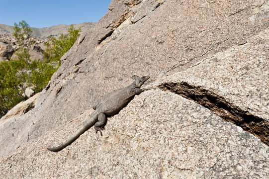 Image of Common Chuckwalla