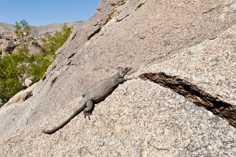 Image of Common Chuckwalla