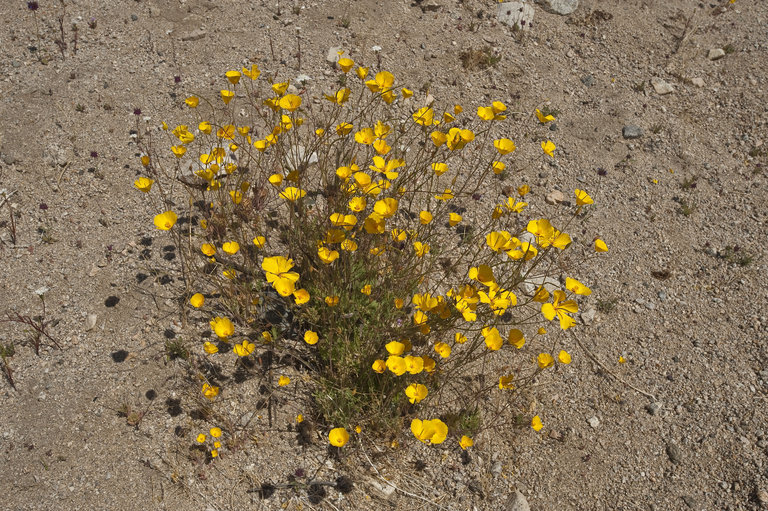 Imagem de Eschscholzia glyptosperma Greene