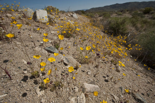 Image of desert poppy