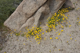 Image of desert poppy