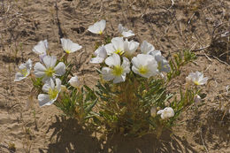 Imagem de Oenothera deltoides Torr. & Frem.