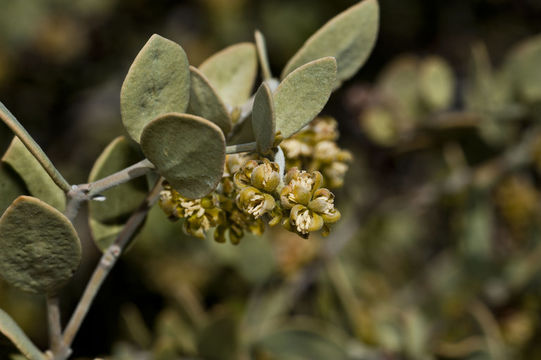 Imagem de Simmondsia chinensis (Link) C. K. Schneid.