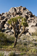 Image of Joshua tree