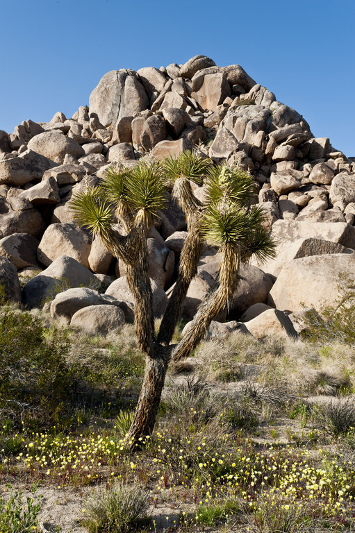 Image de Yucca brevifolia Engelm.