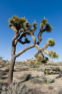 Image of Joshua tree