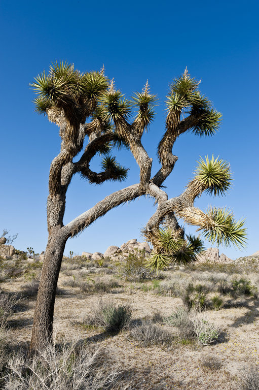 Image de Yucca brevifolia Engelm.