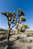 Image de Yucca brevifolia Engelm.