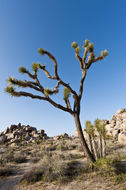 Image of Joshua tree
