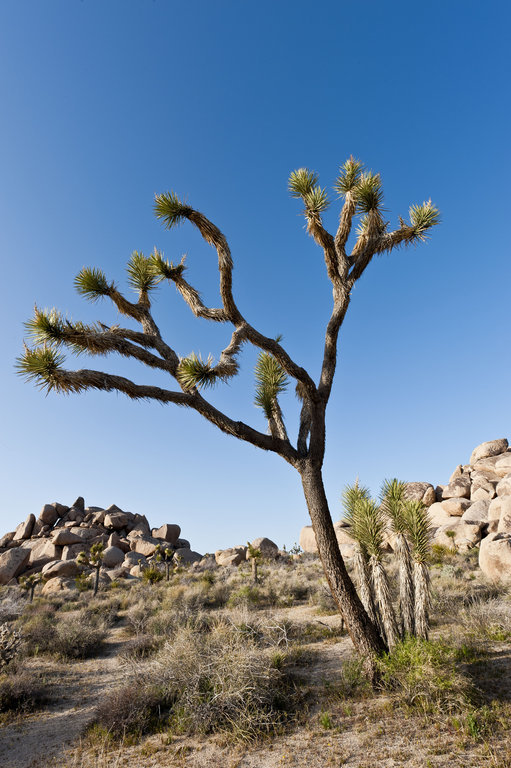 Image de Yucca brevifolia Engelm.