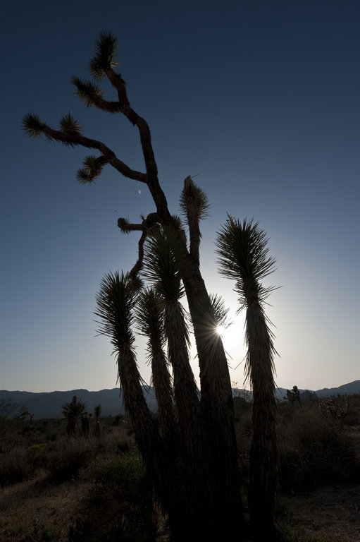 Image of Joshua tree