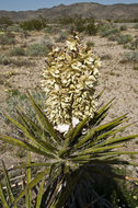 Image of Mojave yucca