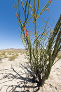 Image of ocotillo