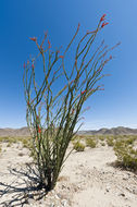 Image of ocotillo