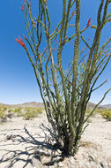 Image of ocotillo