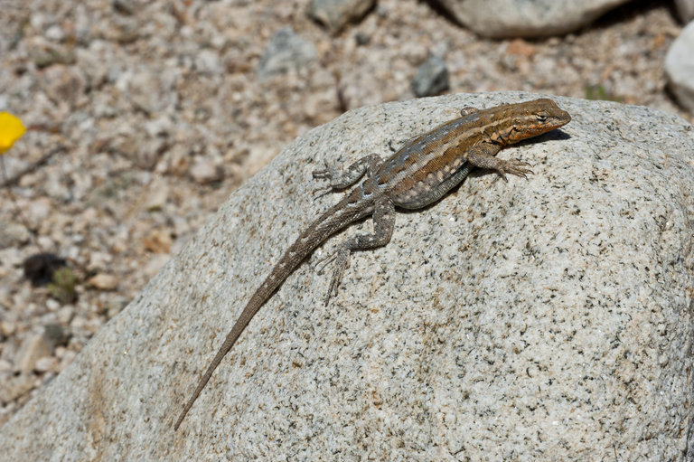 Image of common side-blotched lizard