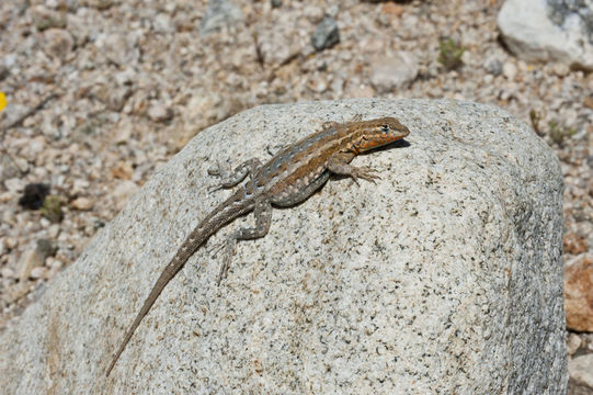 Image of common side-blotched lizard