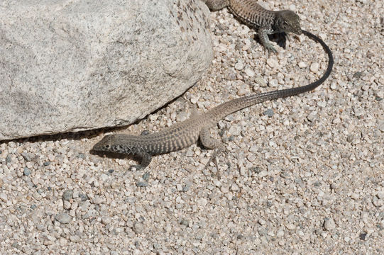 Image of Tiger Whiptail