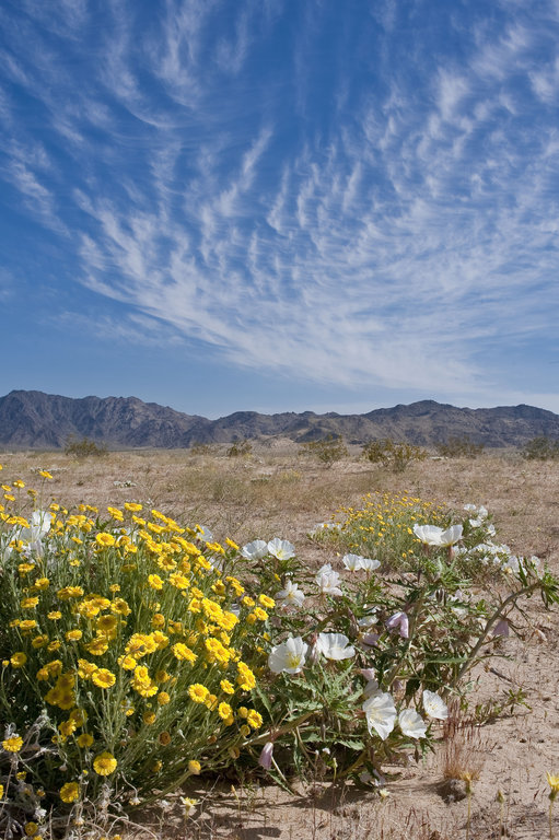 Image of desert marigold