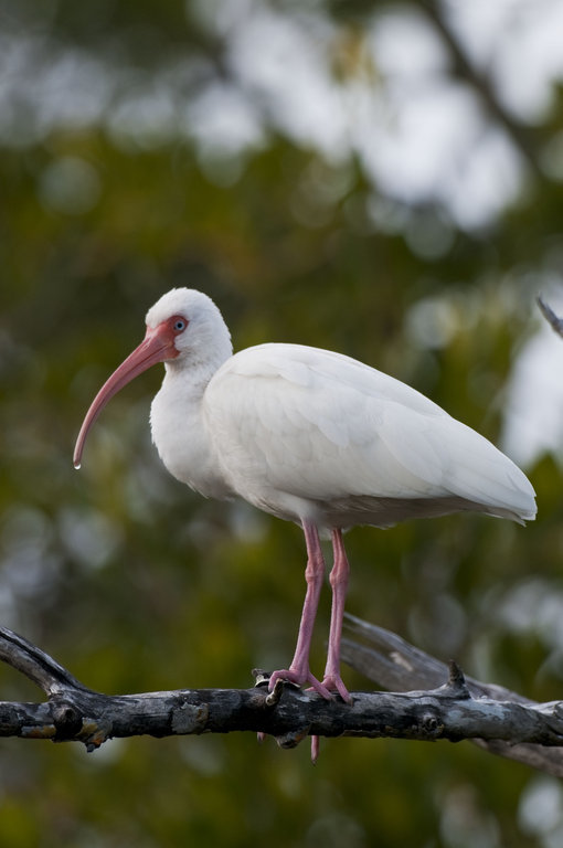 Imagem de Eudocimus albus (Linnaeus 1758)