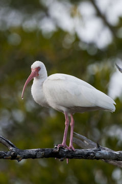 Image of American White Ibis