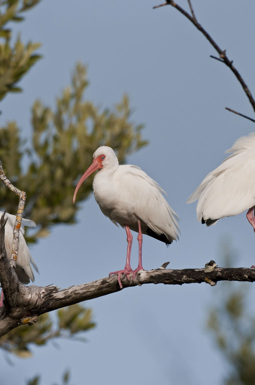 Imagem de Eudocimus albus (Linnaeus 1758)