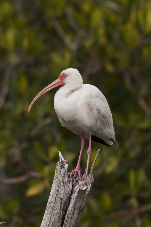 Imagem de Eudocimus albus (Linnaeus 1758)